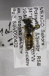  (Andrena fracta - 04745E06-MEX)  @11 [ ] CreativeCommons - Attribution Non-Commercial Share-Alike (2010) Unspecified York University