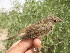  (Acrocephalus - NHMO-23683)  @15 [ ] Unspecified (default): All Rights Reserved  Unspecified Unspecified