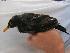  (Turdus merula - NHMO-23948)  @15 [ ] Unspecified (default): All Rights Reserved  Unspecified Unspecified