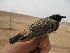  (Oenanthe xanthoprymna - NHMO-492)  @11 [ ] Unspecified (default): All Rights Reserved  Unspecified Unspecified