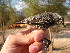  (Phoenicurus ochruros - NHMO-339)  @15 [ ] Unspecified (default): All Rights Reserved  Unspecified Unspecified