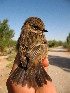  (Saxicola rubicola - NHMO-237)  @14 [ ] Unspecified (default): All Rights Reserved  Unspecified Unspecified