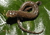  (Bolitoglossa medemi - Bolitoglossa-medemi-027)  @11 [ ] CreativeCommons - Attribution Share-Alike (2021) Unspecified Alexander von Humboldt Biological Resources Research Institute