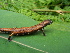  ( - Bolitoglossa-pharalosoma-029)  @11 [ ] CreativeCommons - Attribution Share-Alike (2021) Unspecified Alexander von Humboldt Biological Resources Research Institute