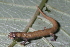  (Bolitoglossa phalarosoma - Bolitoglossa-pharalosoma-030)  @11 [ ] CreativeCommons - Attribution Share-Alike (2021) Unspecified Alexander von Humboldt Biological Resources Research Institute