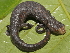  (Bolitoglossa sima - Bolitoglossa-sima-026)  @11 [ ] CreativeCommons - Attribution Share-Alike (2021) Unspecified Alexander von Humboldt Biological Resources Research Institute