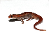  (Bolitoglossa walkeri - Bolitoglossa-walkeri-015)  @11 [ ] CreativeCommons - Attribution Share-Alike (2021) Unspecified Alexander von Humboldt Biological Resources Research Institute