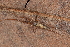  ( - GJA12929)  @11 [ ] Copyright (2023) Greg Anderson Queensland Museum