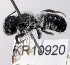  ( - SAMA_32-46794)  @11 [ ] CreativeCommons Attribution NonCommercial ShareAlike (2024) Remko Leijs South Australian Museum
