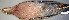  (Patagioenas flavirostris - CNAV023845)  @13 [ ] Unspecified (default): All Rights Reserved  Unspecified Unspecified