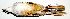  (Peucaea - CNAV029988)  @14 [ ] Unspecified (default): All Rights Reserved  Unspecified Unspecified