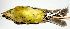  (Empidonax difficilis - CNAV030004)  @13 [ ] Unspecified (default): All Rights Reserved  Unspecified Unspecified