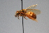  (Megalopta nitidicollis - 18008_C9)  @11 [ ] CC-BY-NC-ND (2024) QCAZ Pontificia Universidad Católica del Ecuador