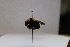  (Bombus transversalis - 21145_E4)  @11 [ ] CC-BY-NC-ND (2024) QCAZ Pontificia Universidad Católica del Ecuador