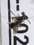  (Nomada MNG01 - CCDB-15271 A09)  @13 [ ] Unspecified (default): All Rights Reserved (2013) Packer Collection York University York University