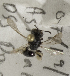  (Andrena MNG2 - CCDB-15271 B01)  @11 [ ] Unspecified (default): All Rights Reserved (2013) Packer Collection York University York University