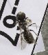  (Andrena MNG3 - CCDB-15271 B02)  @11 [ ] Unspecified (default): All Rights Reserved (2013) Packer Collection York University York University