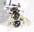  (Andrena MNG7 - CCDB-15271 B12)  @11 [ ] Unspecified (default): All Rights Reserved (2013) Packer Collection York University York University
