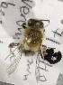  (Andrena MNG9 - CCDB-15271 C04)  @11 [ ] Unspecified (default): All Rights Reserved (2013) Packer Collection York University York University