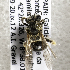  (Andrena SPN1 - CCDB-15271 E05)  @13 [ ] Unspecified (default): All Rights Reserved (2013) Packer Collection York University York University
