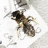  (Andrena MNG10 - CCDB-15271 F10)  @11 [ ] Unspecified (default): All Rights Reserved (2013) Packer Collection York University York University