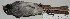  (Spizella atrogularis - CNAV024762)  @13 [ ] Unspecified (default): All Rights Reserved  Unspecified Unspecified