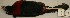  (Ramphocelus sanguinolentus - CNAV025147)  @13 [ ] Unspecified (default): All Rights Reserved  Unspecified Unspecified