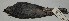  (Myadestes unicolor - CNAV025200)  @13 [ ] Unspecified (default): All Rights Reserved  Unspecified Unspecified