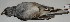  (Junco phaeonotus - CNAV025824)  @11 [ ] Unspecified (default): All Rights Reserved  Unspecified Unspecified