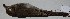  (Catharus occidentalis - CNAV026926)  @13 [ ] Unspecified (default): All Rights Reserved  Unspecified Unspecified