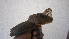  (Melocichla - NHMO-36014)  @15 [ ] Unspecified (default): All Rights Reserved  Unspecified Unspecified