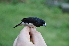  (Lonchura bicolor - NHMO-33518)  @14 [ ] Unspecified (default): All Rights Reserved  Unspecified Unspecified