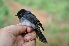  (Elminia albiventris - NHMO-33627)  @14 [ ] Unspecified (default): All Rights Reserved  Unspecified Unspecified