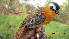  (Cossypha polioptera - NHMO-36611)  @11 [ ] Unspecified (default): All Rights Reserved  Unspecified Unspecified