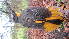  (Cossypha albicapillus - NHMO-36627)  @13 [ ] Unspecified (default): All Rights Reserved  Unspecified Unspecified