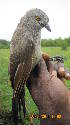  (Turdoides plebejus - NHMO-36693)  @11 [ ] Unspecified (default): All Rights Reserved  Unspecified Unspecified