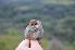  (Cisticola chubbi - NHMO-BI-26056)  @11 [ ] CreativeCommons - Attribution Non-Commercial Share-Alike (2019) Unspecified University of Oslo, Natural History Museum