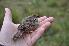  ( - NHMO-BI-26056)  @11 [ ] CreativeCommons - Attribution Non-Commercial Share-Alike (2019) Unspecified University of Oslo, Natural History Museum