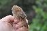  ( - NHMO-BI-26061)  @11 [ ] CreativeCommons - Attribution Non-Commercial Share-Alike (2019) Unspecified University of Oslo, Natural History Museum