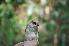  ( - NHMO-BI-26148)  @11 [ ] CreativeCommons - Attribution Non-Commercial Share-Alike (2019) Unspecified University of Oslo, Natural History Museum