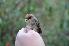  ( - NHMO-BI-26274)  @11 [ ] CreativeCommons - Attribution Non-Commercial Share-Alike (2019) Unspecified University of Oslo, Natural History Museum