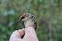  ( - NHMO-BI-26275)  @11 [ ] CreativeCommons - Attribution Non-Commercial Share-Alike (2019) Unspecified University of Oslo, Natural History Museum