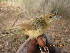  (Cisticola sp - NHMO-BI-29127)  @11 [ ] CreativeCommons - Attribution Non-Commercial Share-Alike (2019) Unspecified University of Oslo, Natural History Museum