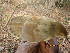  ( - NHMO-BI-29127)  @11 [ ] CreativeCommons - Attribution Non-Commercial Share-Alike (2019) Unspecified University of Oslo, Natural History Museum