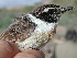  (Saxicola dacotiae - NHMO-26497)  @14 [ ] Unspecified (default): All Rights Reserved  Unspecified Unspecified