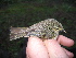  (Phylloscopus canariensis - NHMO-26549)  @14 [ ] Unspecified (default): All Rights Reserved  Unspecified Unspecified