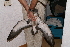  (Calonectris - NHMO-26619)  @13 [ ] Unspecified (default): All Rights Reserved  Unspecified Unspecified