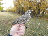  (Turdus ruficollis - NHMO-24380)  @15 [ ] Unspecified (default): All Rights Reserved  Unspecified Unspecified
