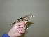  ( - NHMO-24420)  @11 [ ] Unspecified (default): All Rights Reserved  Unspecified Unspecified