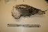  (Fulmarus glacialis - NHMO-BC142)  @11 [ ] Unspecified (default): All Rights Reserved  Unspecified Unspecified